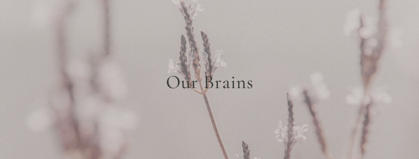 Our Brains